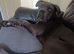 4mth male pup