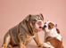 English bulldog