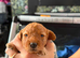 Toy poodle puppys
