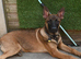 Belgian shepherd x pup 6 months old