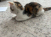 Calico kitten