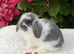 Pure bred mini lops