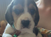 Full show type beagles