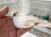 Pied diamond dove cock bird for sale