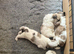 Fabulous shihchon puppies