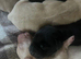 Labrador puppies