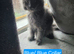 3 Beautiful Maine Coon Kittens