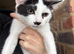 2 Beautiful Girl kittens
