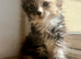Maine coon cross persian kittens ready now