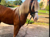 !12.2hh QUALITY 3yr SEC C FILLY!