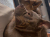 Pocket bully female