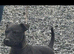 Patterdale dog pup