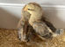 Cream Crested Legbar female chicks available
