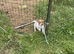 Border terrier x jack Russell