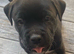 STAFFWIELLER PUPPIES
