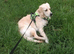 11 month old Golden Retriever Ruby KC registered