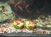 Red cherry shrimp