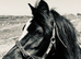 Registered Welsh Sec A Mare - Stunning Blank Canvas