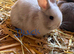 Last boy remaining!! Chocolate carrier mini lop babies