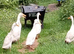 Ducks x 7