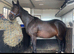 Tb mare in foal