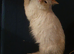 Lovely red flame point female