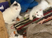 Turkish Angora x Persian