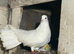 Beautiful fantail pigeons