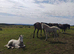 Buckskin filly  and a palamino filly