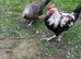 Couple of Dorking Chickens For Sale