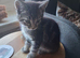 3 beautiful kittens