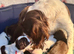 Gorgeous Sprocker Spaniel pups