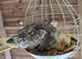 beautiful cinnamon pearl pied cockatiel