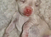Beautiful JackChi puppies ️