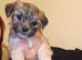 Maltese