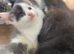 Very pretty friendly kittens