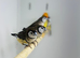 Owl finch