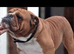 *STUNNING STANDARD KC REGISTERED STUD*