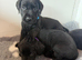 Black Labradors boys and girls