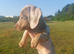KC Dapple Miniature Dachshund Girl