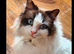 Ragdoll lady