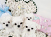 Teacup korean maltese pups