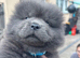 Chow pups ready now papers to hand !!