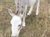 Miniature Mediterranean Donkeys