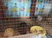 Available Still 2 x males and 6 x hens for £42 the group of 8 birds different colours in group