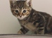 Lovely kitten ask for home