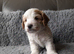 COCK-A-CHON puppies for sale