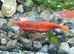 Neocardina shrimps