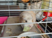 Three Guinea pigs, all girls