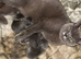 Male British shorthair